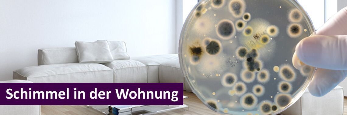 Schimmelpilze in der Wohnung